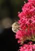 Anthophora sp.